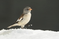 Penkavak snezny - Montifringilla nivalis - White-winged Snowfinch 3899